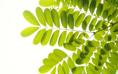 Gratitude Creates A Bridge To Abundance