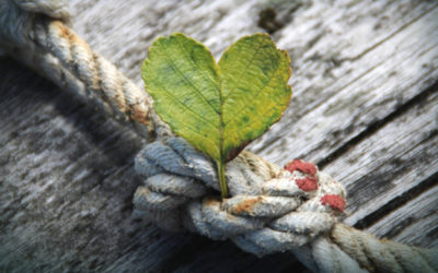 The Gratitude Factor