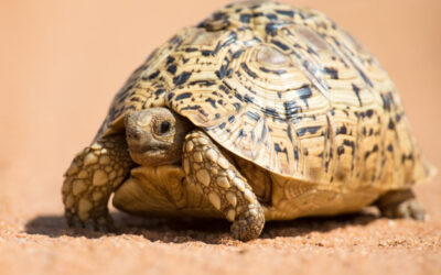 The Turtle and the Hail Storm