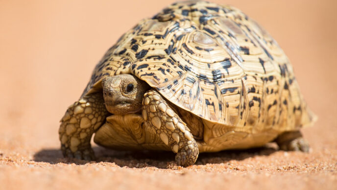 The Turtle and the Hail Storm
